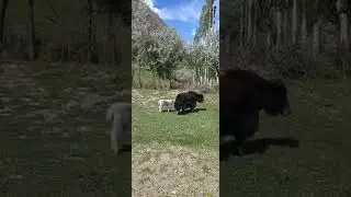 mother Yak with baby |Animals Earth