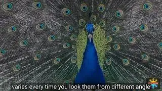 Snake fighter | peacock feather| animal life | Pinoy tips ph #animallife #birds #forest #pinoytipsph