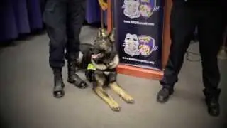 BPDTV- 