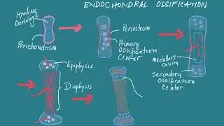 Bone Remodeling 