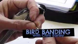 Bird Banding at the Arboretum