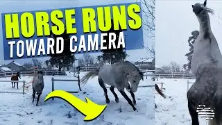 Playful Horse Runs Toward Camera While Another Runs Away as It Snows