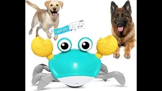 Keep Your Pet Engaged #HONGID Crawling Crab Dog Toy Review