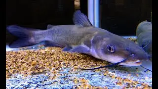 アメリカナマズ　Channel catfish　Ictalurus punctuates