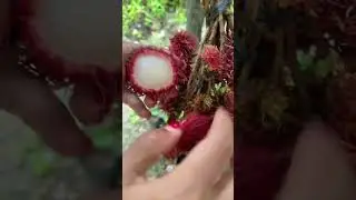 Belah Rambutan Binjai #rambutanfruit