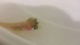 Two headed fish!!!