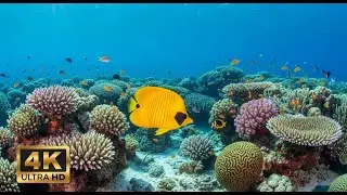 🐠 4K Coral Reef Aquarium – Peaceful Underwater Scenes with Meditation Music