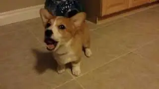 Puppy Eating Peanut Butter