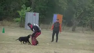 Dobermann Ring 3 I-Roreck Rasham von Bolcanstern Vichy 2020 Attaques