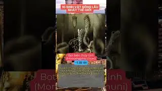 10 Sinh Vật Sống L&acirc;u Nhất Thế Giới - Sinh vật #8 - Bọt biển thủy tinh (Monorhaphis chuni)