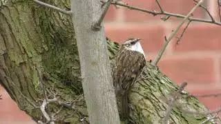 Tree Creeper