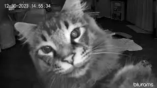 #BluramsMoments | Curiosity Captured: A Cat's Camera Adventure