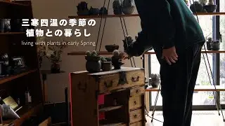 植物好き家族の三寒四温の季節の暮らし グラキリスやミラビレのお花の受粉作業など一年に何度も体験できない瞬間をお届けします