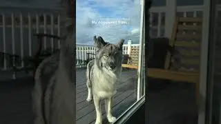 Husky Dog Went WILD!!😂 #shorts