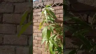 happy new year in advance plant lovers ❤️ #gardenflowers #mango #fruit #waterleaf #specialplants