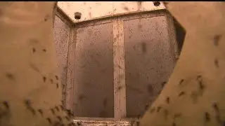 Growing population leads to more mosquito complaints in Lehigh Acres