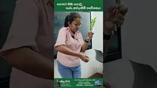 පොතට සීමා නොවූ සැබෑ අත්දැකීම් ගවේශනය #education #school #nature  #edit #kids #activity #learning