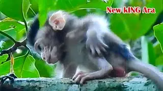Queen Anna & king Ara - Because Aron join in group forest monkey only one