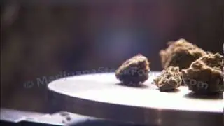 Marijuana Nation Video