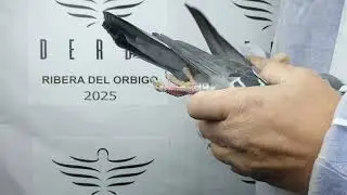 89&ordm; EXTRA FINAL 700 KM: ESP 259382     TEAM PALAU - PAMIES (IBIZA)
