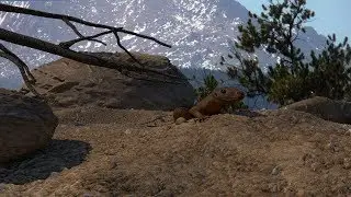 Test animation: CGI lizard