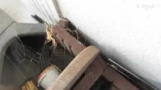 Паук-крестовик ночью