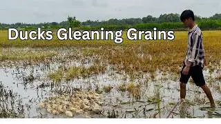 Miền T&acirc;y: m&ugrave;a vịt chạy đồng | Mekong Delta: Ducks on the Harvest Fields