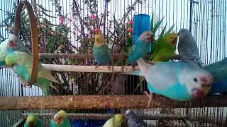 13  💡 Insider Tips to Boost Your Earnings with Exotic Bird Sales 🦜🌟💥
