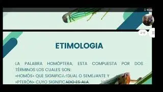 Orden Homoptera