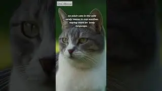 How Cats Communicate With Humans