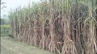 Jila Bahraich up rakba nandpura demand 3 lakh per... contact us:- 8930336660