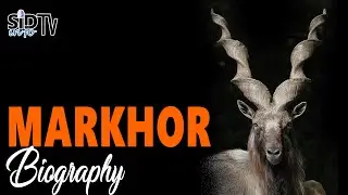 Markhor Biography | sid info tv,
