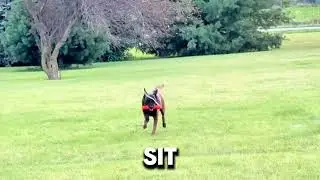 Eli running variation of triples  #dog #K9 #k9unit #workingdog #dogtraining #protectiondog #dogsofti