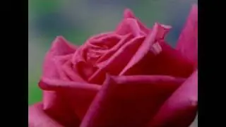 Beyonc&eacute; - Honesty (Fan-Made Music Video)