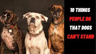 10 Things That Dogs Can't Stand About People #usa #india #australia #dogbraintraining