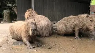 Capybaras enjoy the water hose Donut, Syrup, Milk, Cream, Whip, Butter