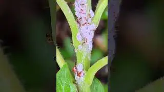 Tiny tropical ants farming mealybugs Playa del Carmen Mexico insect life #colony #nature #farm #wild