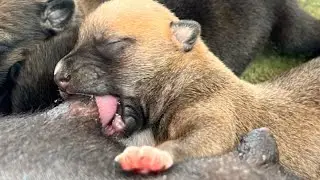 W ReCute puppy 12nd days old drink heavy milk❤️❤️#puppy #cute #viral #dog #viralvideo #doglover