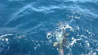 Gaffing a 55lb Yellowfin Tuna