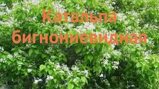 Катальпа бигнониевидная (catalpa bignonioides) 🌿 катальпа обзор: как сажать саженцы катальпы