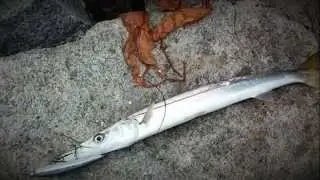 バラクーダがバックリ！！！　ダナポイント　Barracuda Bite!!! @ Dana Poi