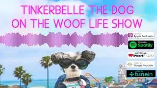 Tinkerbelle the Dog's Story going from Rescue Dog to the Top Dog Model on The Woof Life Show