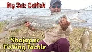 Big Saiz wallago Attu fish, Padan,Catfish बड़ी पठान मछली shajapur fishing tackle
