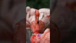 Why are flamingos pink? 🦩