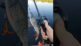 Rapala Otus 25cm #shorts #fishing #rapala #predatorfishing  #lures #pike