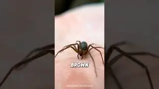 Which Spider ENDS You The Fastest? 😳