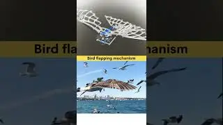 What Makes BIRD Wings Flap So Fast? #cad #birds #mechanism #flapping #robotics #engineering