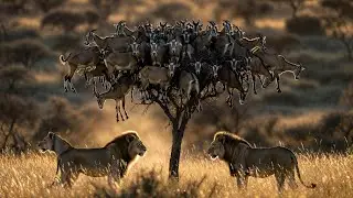 &ldquo;Goats Took Over the Tree&hellip; Then Lions Appeared 😱🦁&rdquo;#wildlife #nature #lions #goats #animalshorts