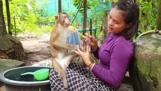 Lovely monkey Koko lets mom checking his leg and bathing /Koko&Yoko official