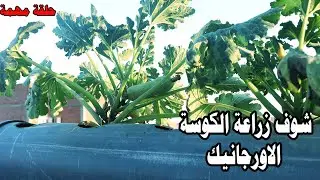زراعة الكوسة بالطريقة الاورجانيك في المواسير(زراعة نظيفة) الجزء الاول:Organic Cultivation